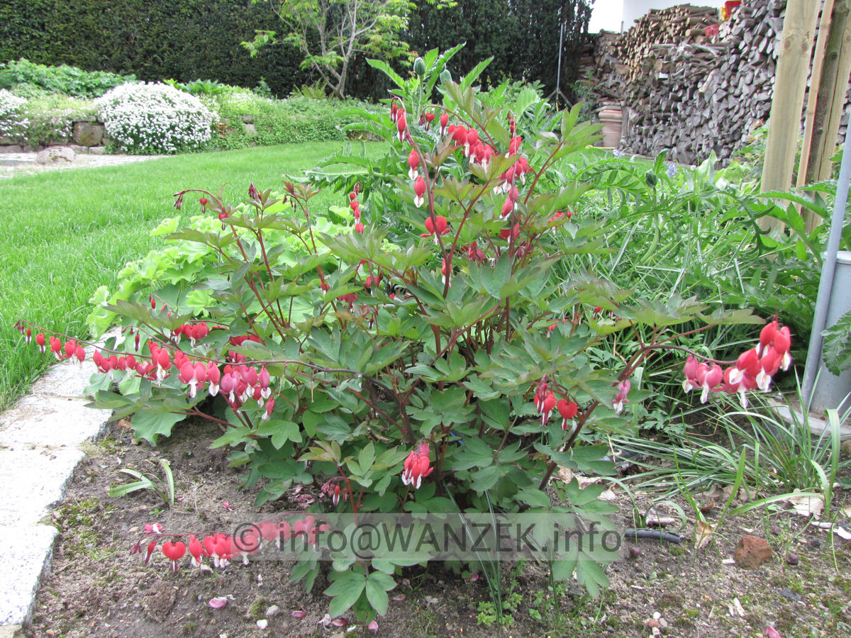 Dicentra spectabilis Valentine 03.JPG